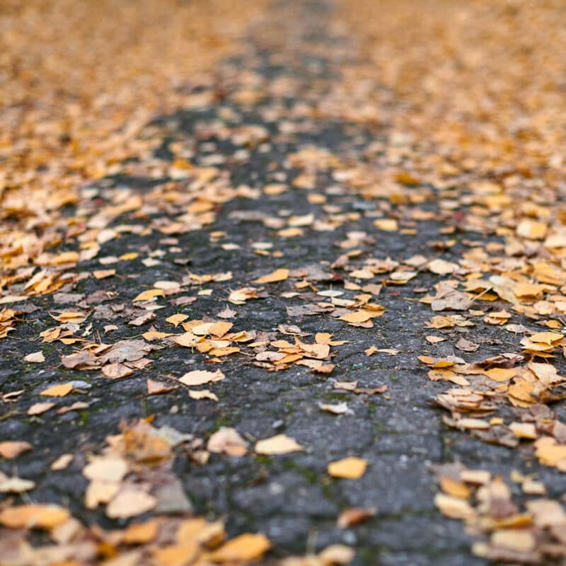 AA Daily Reflections Meditations: A pathway covered with fallen leaves.